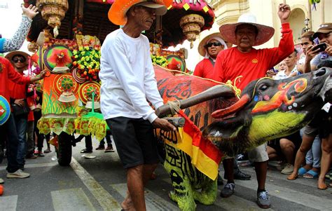 Carabaos are stars, too, in festivals – Philippine Carabao Center.